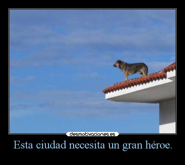 carteles humor animales graciosas perro heroe ciudad lluwuachu rilacs desmotivaciones