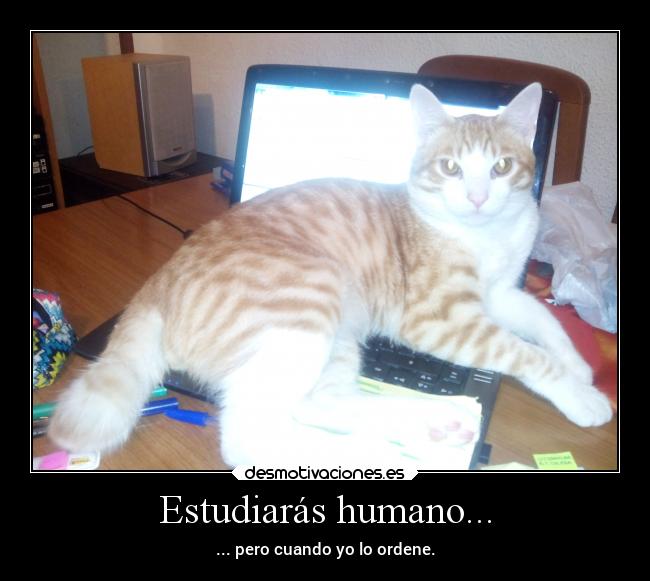 Estudiarás humano... - 