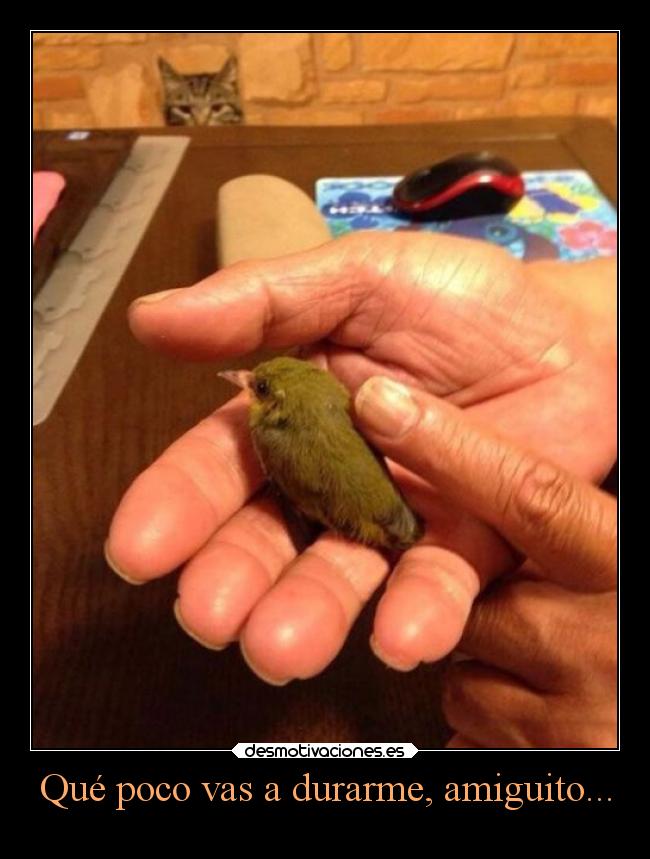 Qué poco vas a durarme, amiguito... -