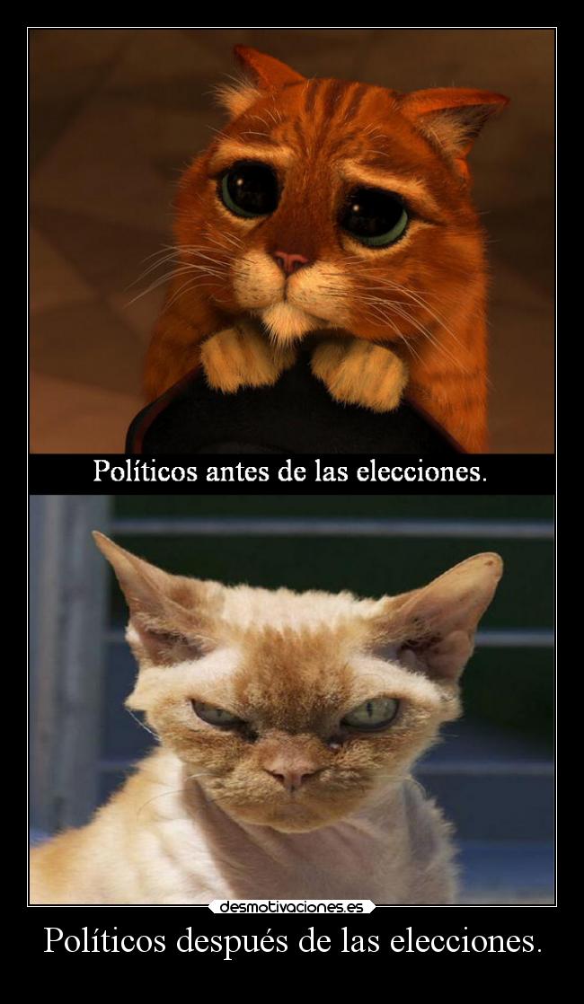 carteles humor graciosas gatos politica elecciones lluwuachu rilacs desmotivaciones