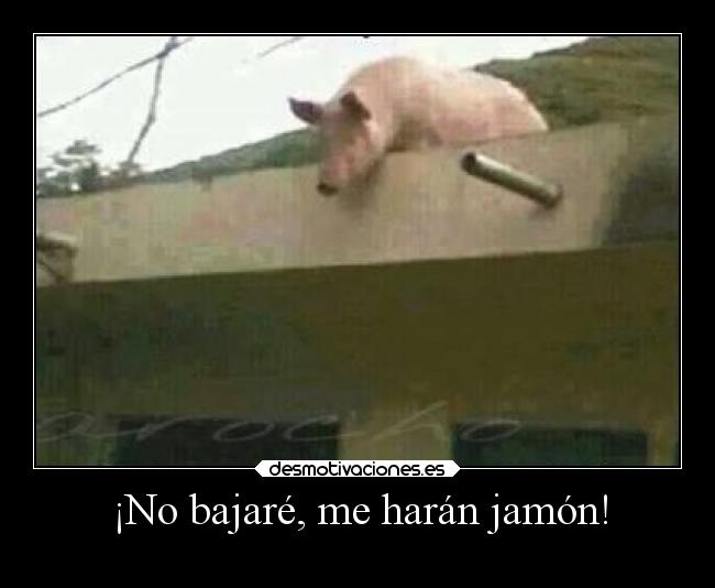 ¡No bajaré, me harán jamón! - 