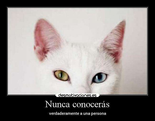 carteles imposible gatos filosofia desmotivaciones desmotivaciones