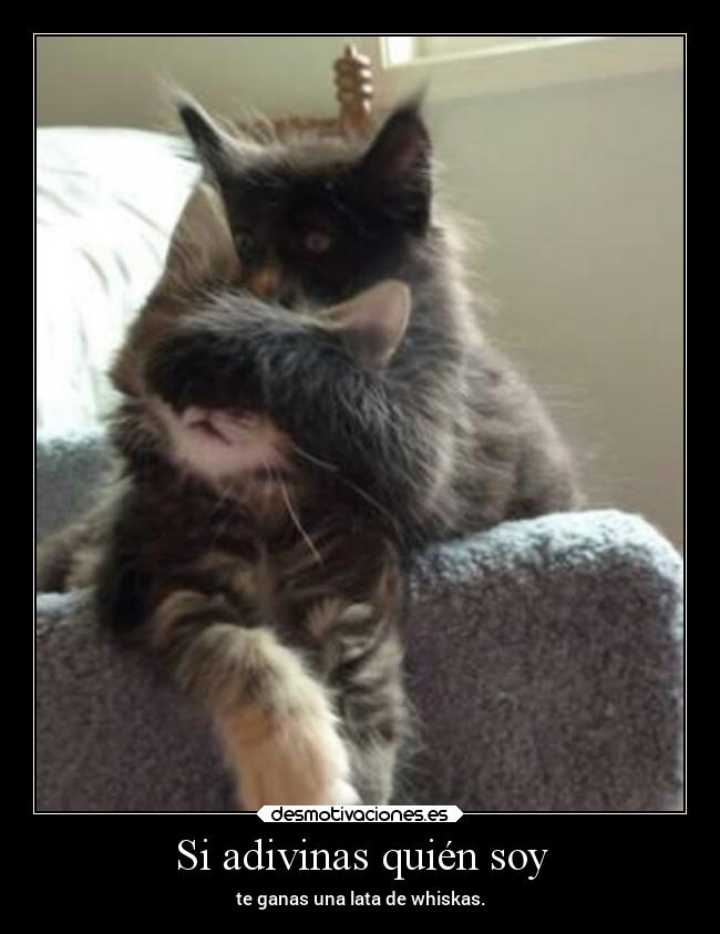 carteles motivaciones gatos celos risa graciosas tonto humor tonteriasde projectd uncartelnoesuncurriculum desmotivaciones