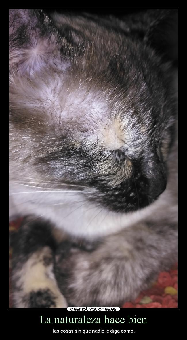 La naturaleza hace bien - las cosas sin que nadie le diga como.