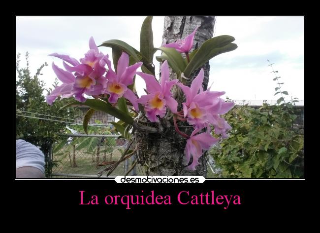 La orquidea Cattleya -
