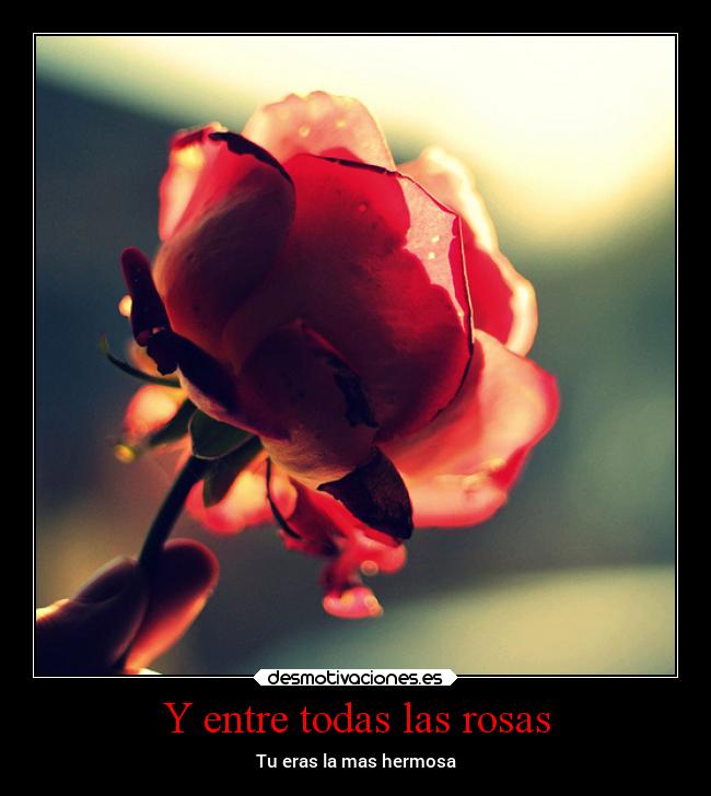 carteles sentimientos rosa porta rose roja negra desmotivaciones