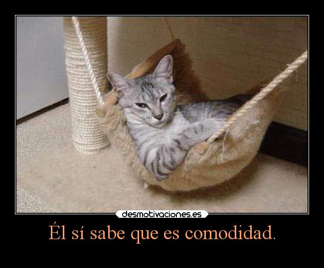 Él sí sabe que es comodidad. -