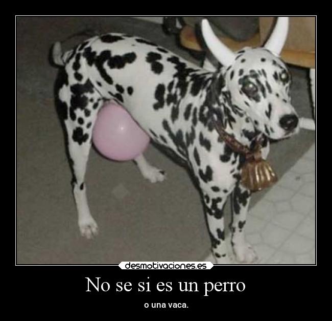 No se si es un perro - o una vaca.
