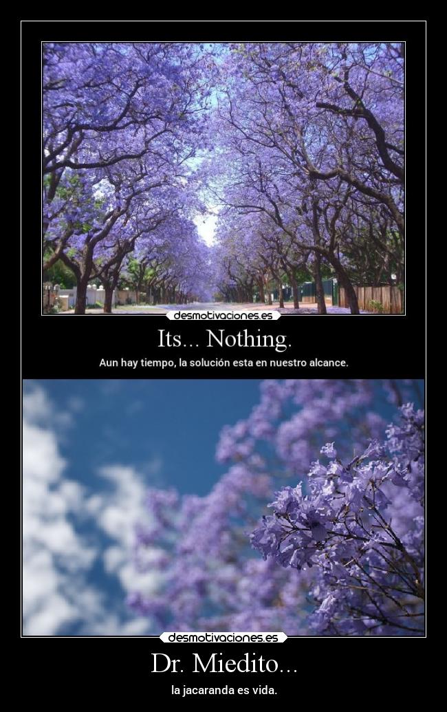 Dr. Miedito... - la jacaranda es vida.