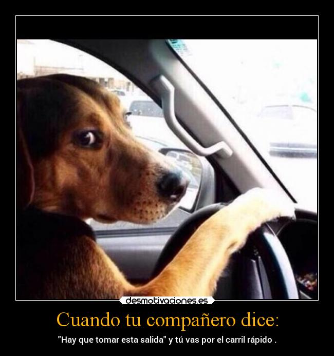 Cuando tu compañero dice: - 