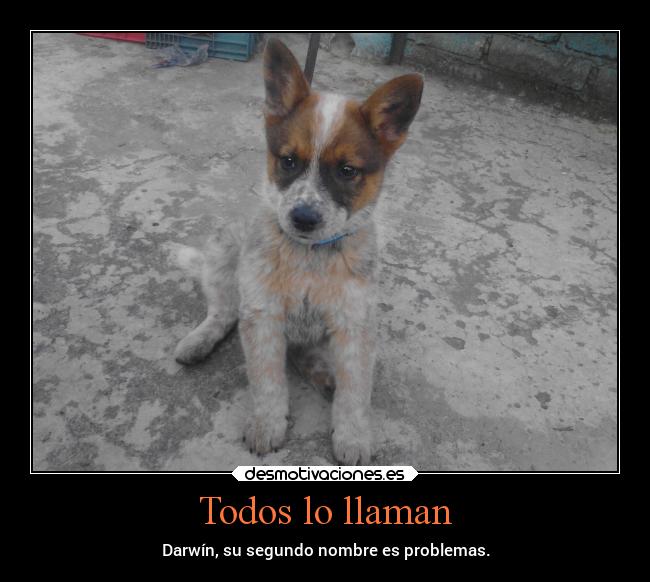 Todos lo llaman - Darwín, su segundo nombre es problemas.