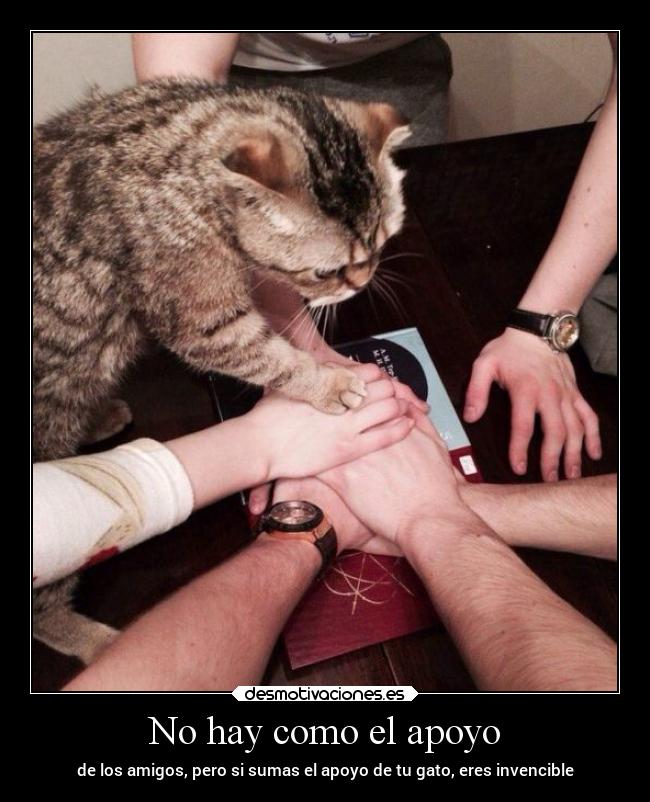 carteles amistad gatos desmotivaciones