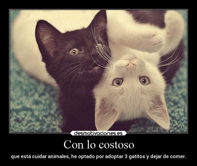 Con lo costoso - que está cuidar animales, he optado por adoptar 3 gatitos y dejar de comer.