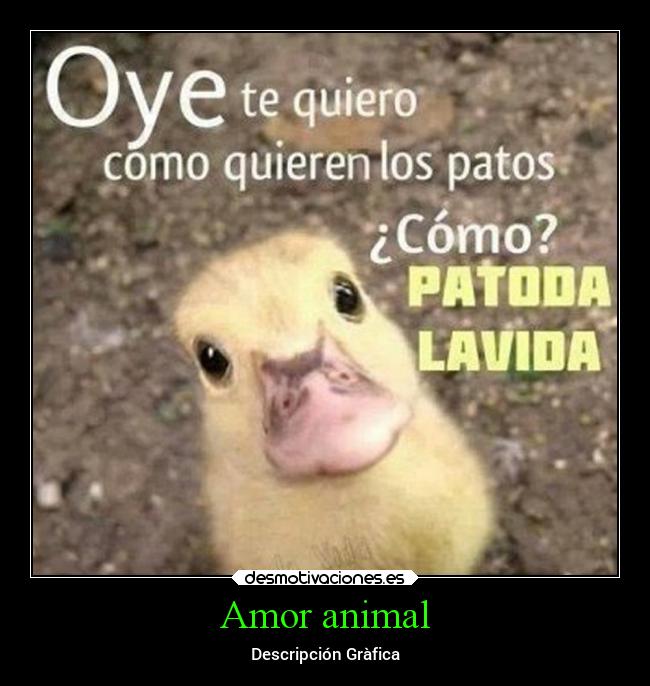 Amor animal - Descripción Gràfica