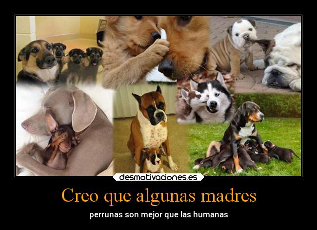Creo que algunas madres - perrunas son mejor que las humanas