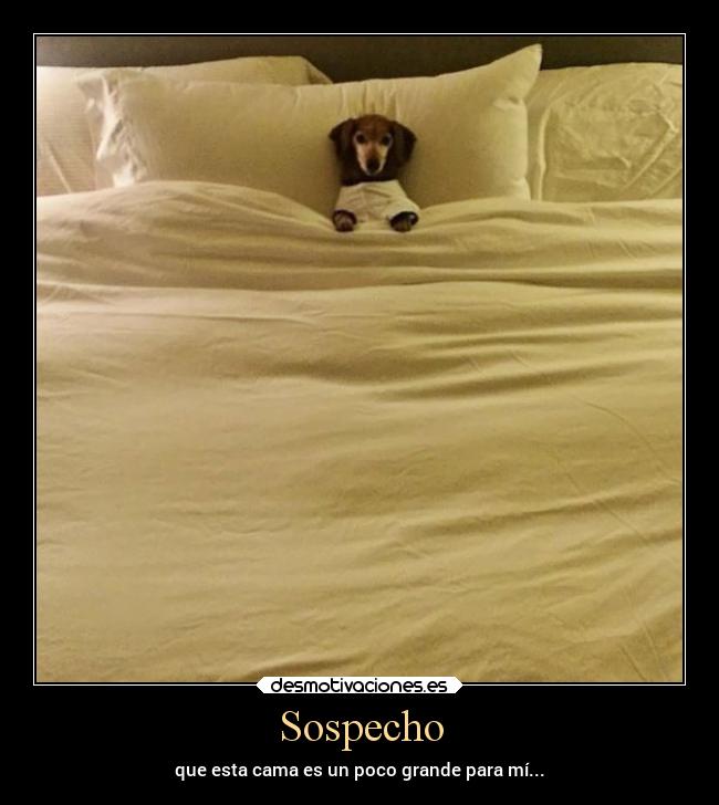 carteles animales amor amistad amigos cama perrostiernos robacamas desmotivaciones