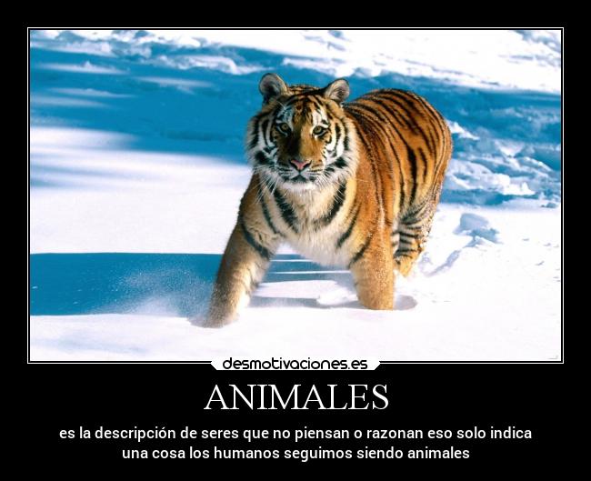 ANIMALES - es la descripción de seres que no piensan o razonan eso solo indica
una cosa los humanos seguimos siendo animales