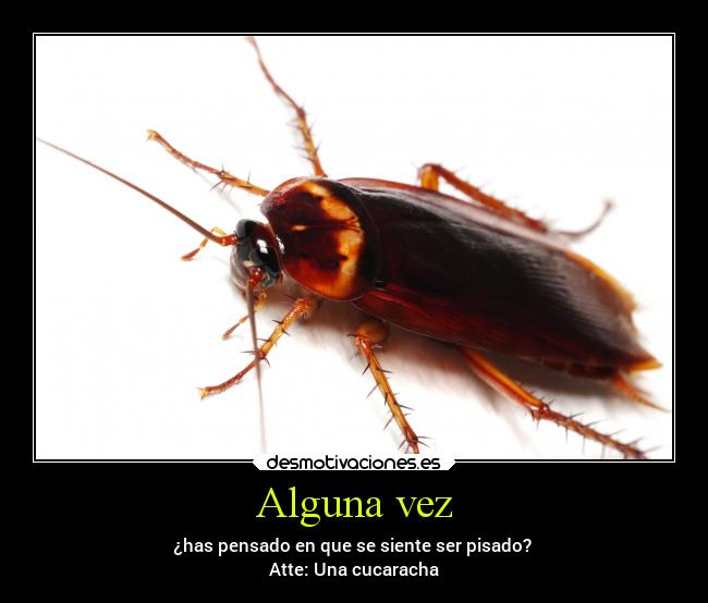 Alguna vez - ¿has pensado en que se siente ser pisado?
Atte: Una cucaracha