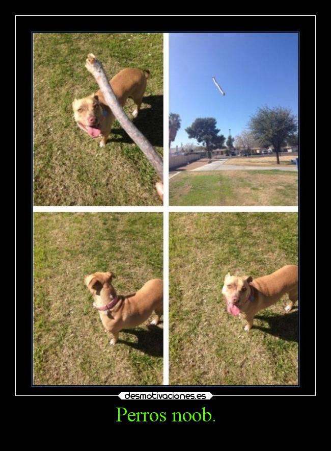 Perros noob. -