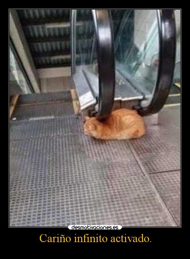 Cariño infinito activado. - 
