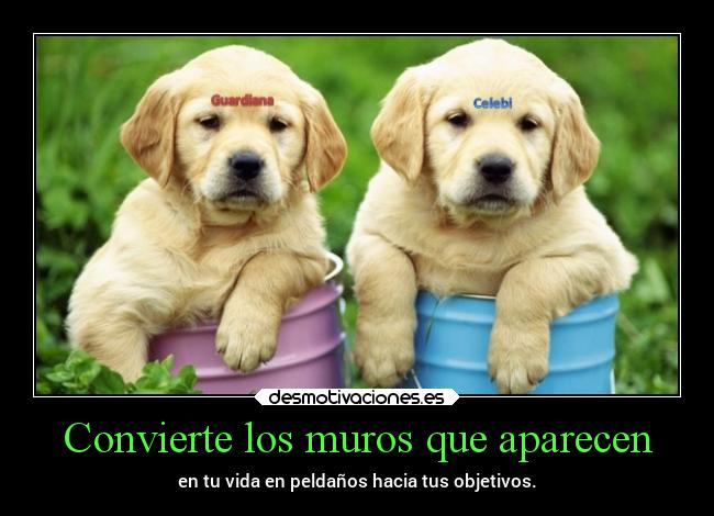 Convierte los muros que aparecen -