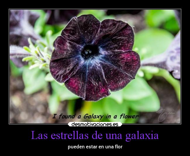 Las estrellas de una galaxia - 