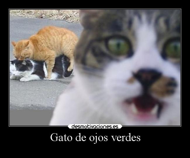 Gato de ojos verdes - 