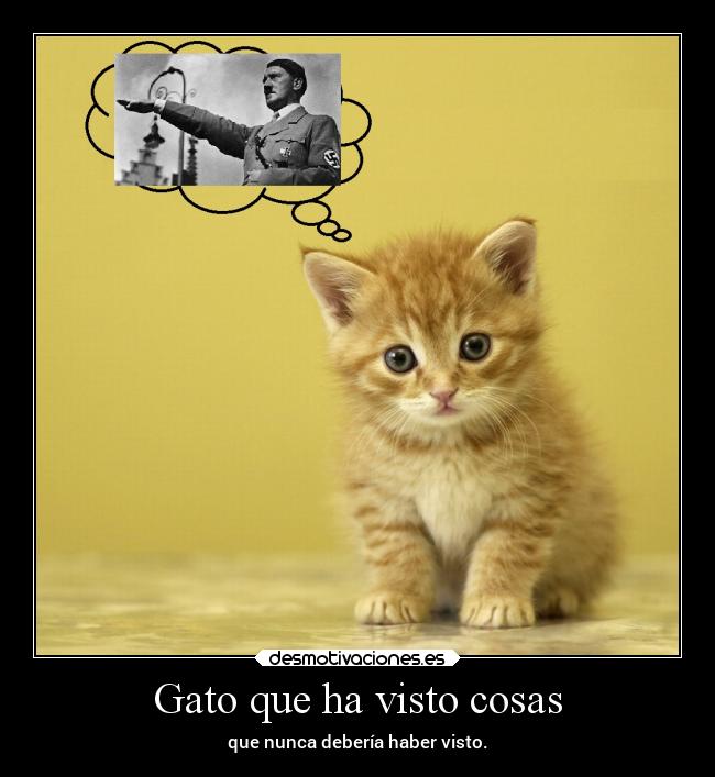 Gato que ha visto cosas - que nunca debería haber visto.