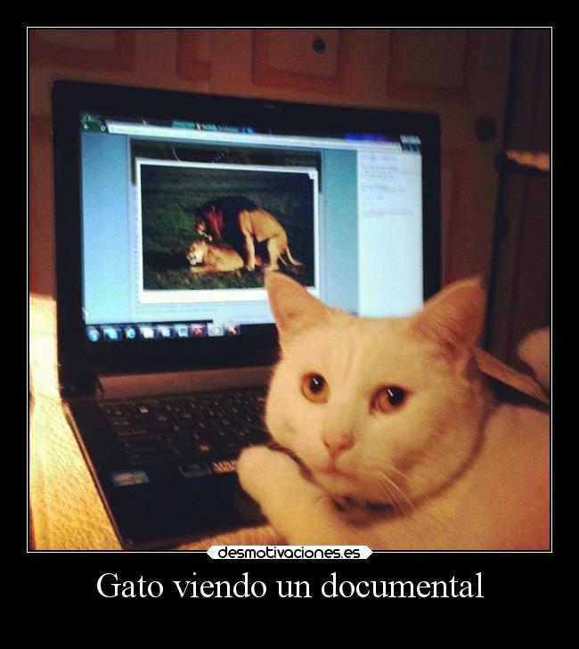 Gato viendo un documental - 