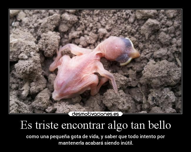 Es triste encontrar algo tan bello -