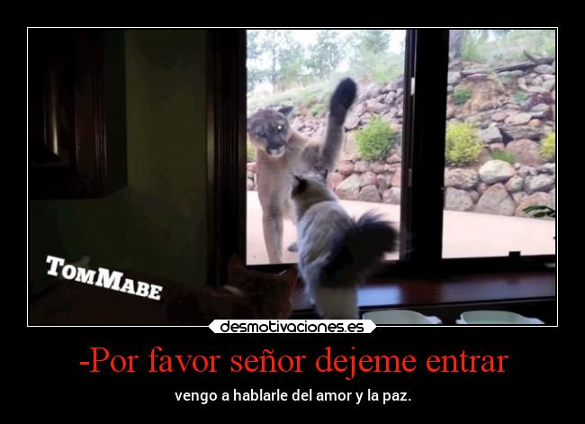 carteles gatos animales humor graciosas risa tigre puma desmotivaciones