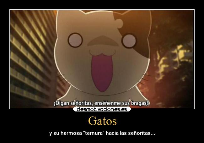 carteles gatos anime mujer gatos kan ternura desmotivaciones