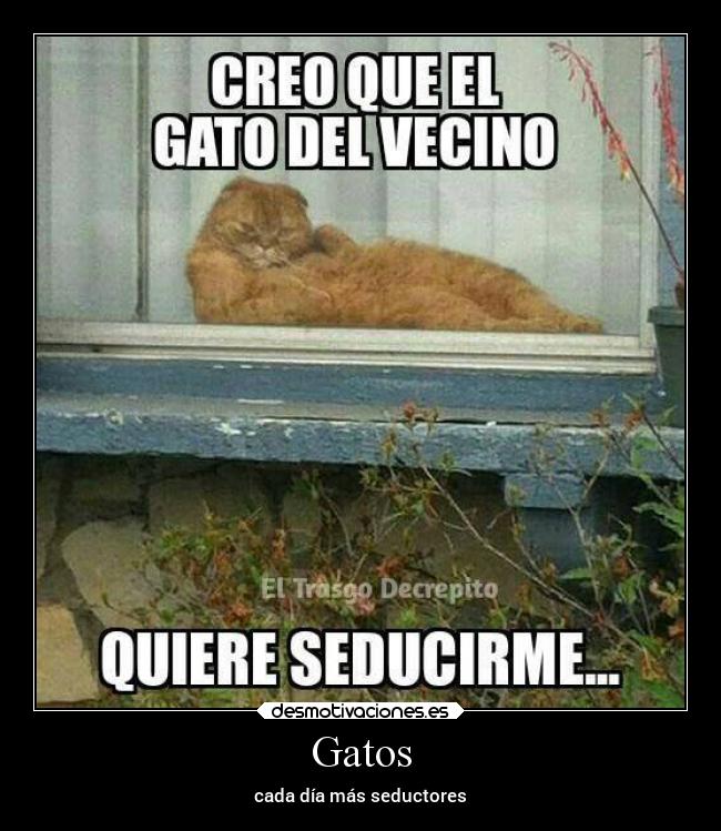 Gatos - 