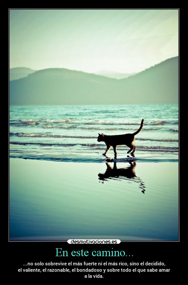En este camino... - ...no solo sobrevive el más fuerte ni el más rico, sino el decidido,
el valiente, el razonable, el bondadoso y sobre todo el que sabe amar
a la vida.