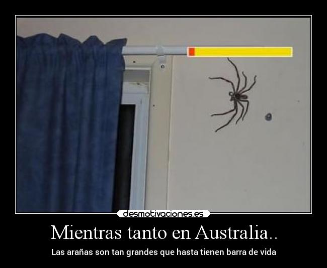 Mientras tanto en Australia.. - Las arañas son tan grandes que hasta tienen barra de vida