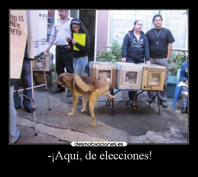 -¡Aquí, de elecciones! - 