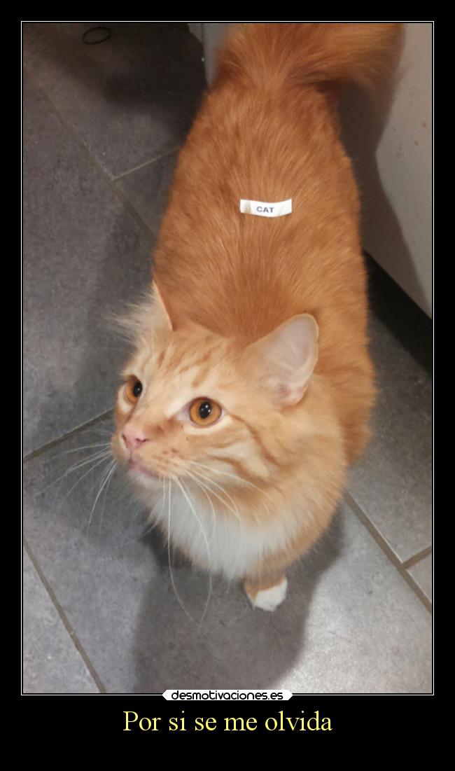 Por si se me olvida -