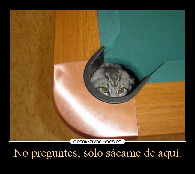 carteles humor gatos graciosas billar preguntas rescatar lluwuachu rilacs desmotivaciones