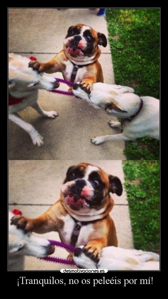 carteles humor graciosas perros pelea cara lluwuachu rilacs desmotivaciones