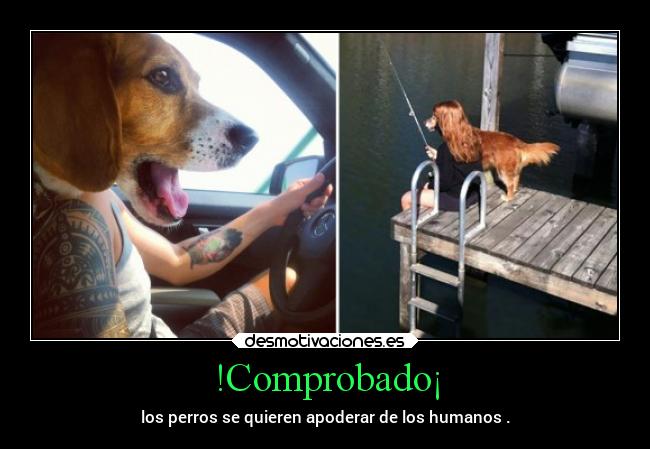 carteles humor perros apoderar superior animal canino humano fusionar mezclar desmotivaciones