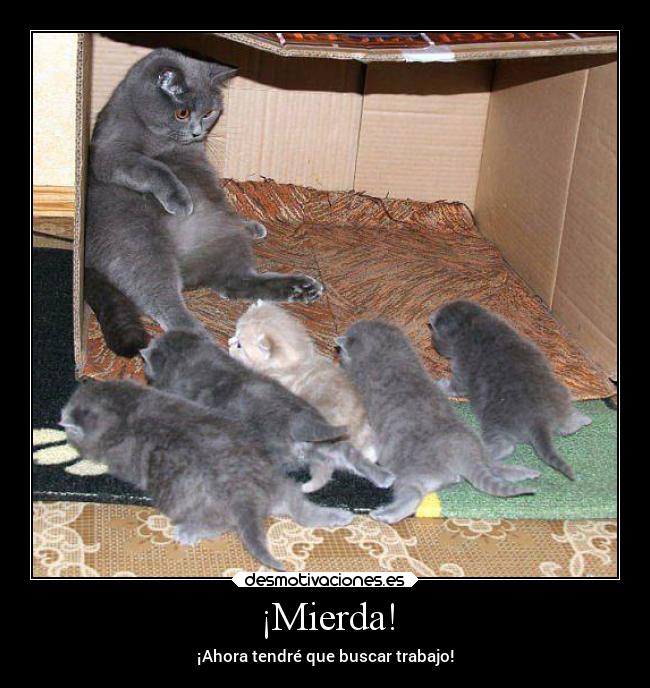 carteles humor trabajo padre animales animaladas gato gatete desmotivaciones