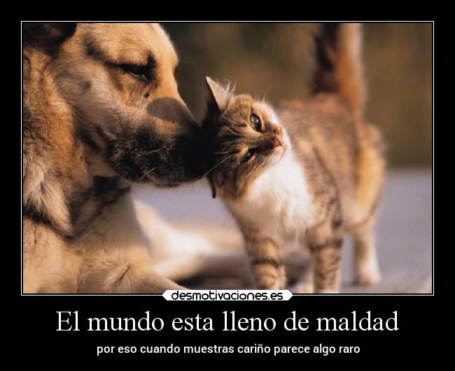 carteles mundo pensamientos mundo gatos corazon confianza amor animales desmotivaciones