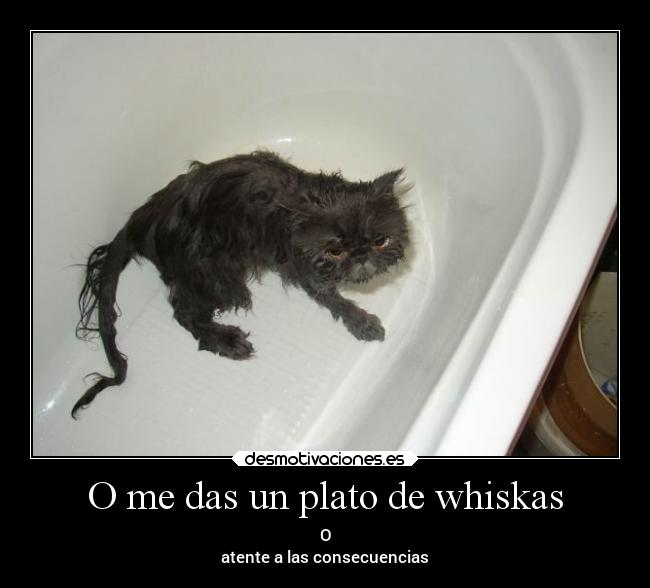O me das un plato de whiskas - O
atente a las consecuencias