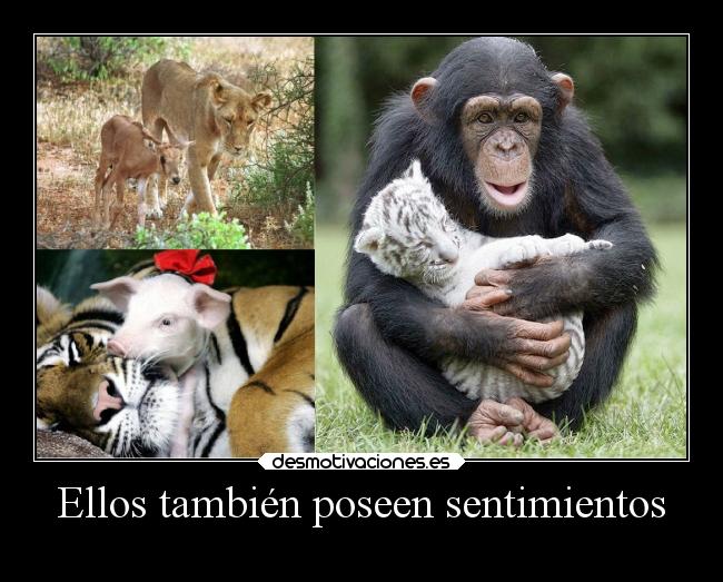 Ellos también poseen sentimientos - 