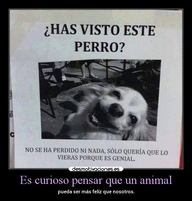 Es curioso pensar que un animal - pueda ser más feliz que nosotros.