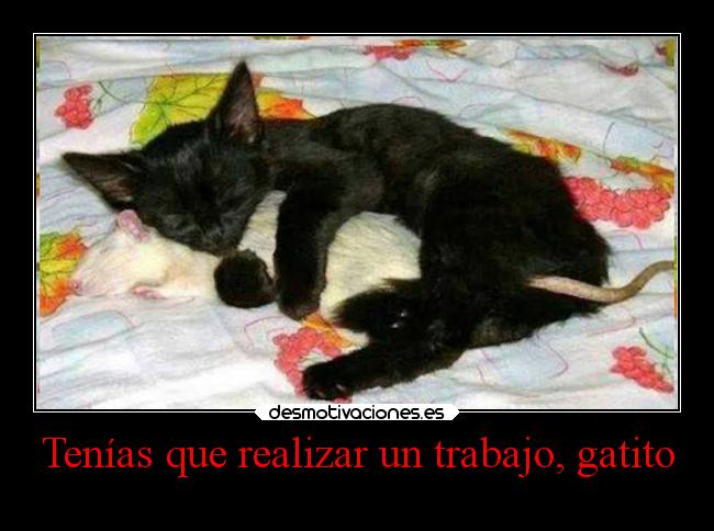 carteles trabajo animales humor desmotivaciones gatos tonteriasde projectd legustolaratitaalgatito desmotivaciones