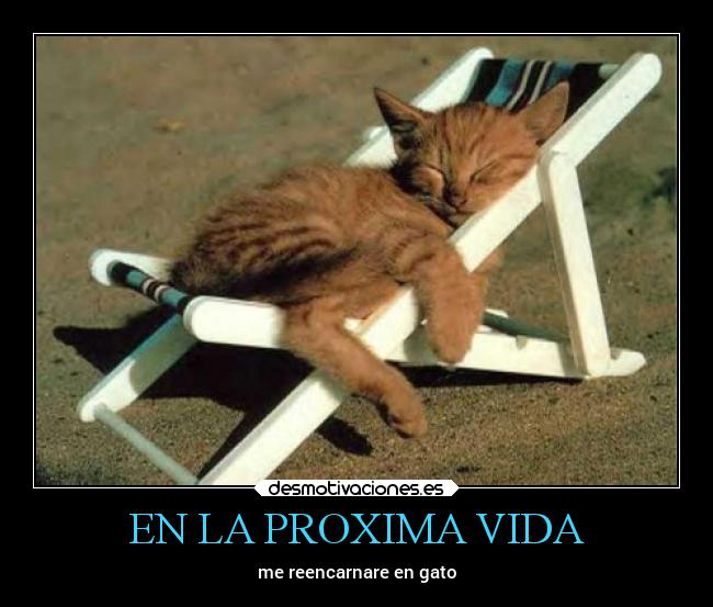 EN LA PROXIMA VIDA - me reencarnare en gato