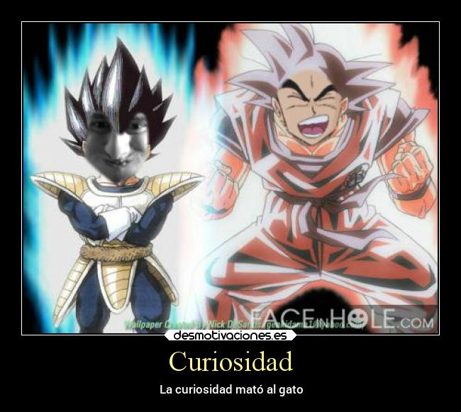 Curiosidad - La curiosidad mató al gato