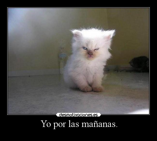 Yo por las mañanas. -