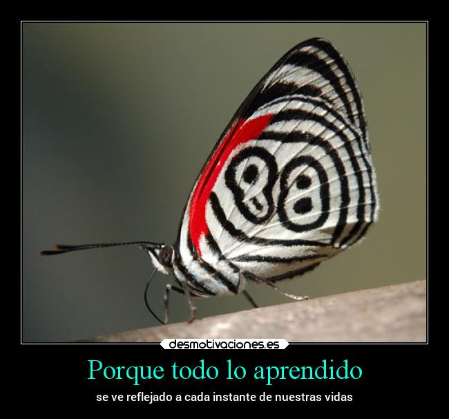 Porque todo lo aprendido -
